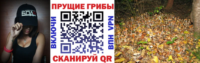 Купить  Советская Гавань  Псилоцибиновые грибы GOLDEN TEACHER 