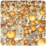 Псилоцибиновые (галлюциногенные)  грибы Psilocybin "Golden Teacher" в Советской Гавани