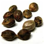 Семена марихуаны АК-47  (Seeds AK-47) в Советской Гавани